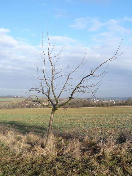 Obstbaumschnitt in Bad Nauheim:
Junger Apfelbaum nach dem Erziehungsschnitt (3)
