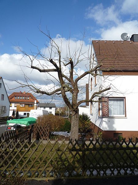 Obstbaumschnitt in Gießen:
Apfelbaum nach dem Instandhaltungsschnitt