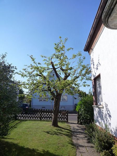 Obstbaumschnitt in Gießen:
Apfelbaum nach dem Sommerschnitt