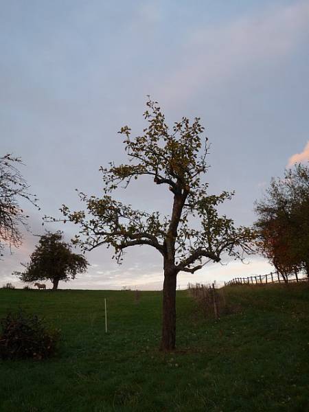 Obstbaumschnitt in Butzbach:
Apfelbaum nach dem Entlastungsschnitt
