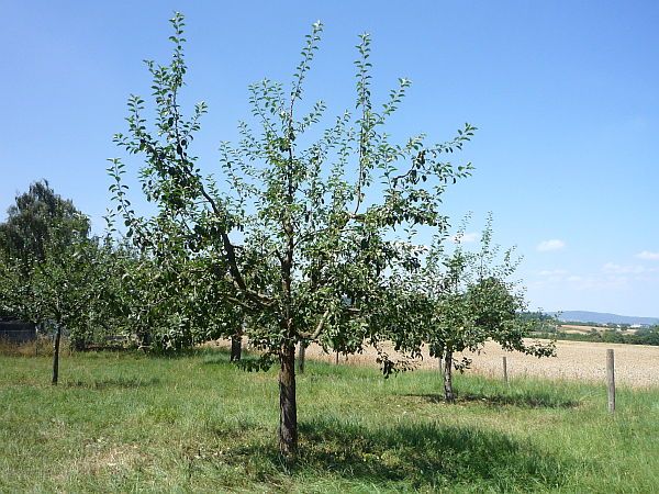 Obstbaumschnitt in Bad Nauheim:
Junger Apfelbaum nach dem Sommerschnitt (2)