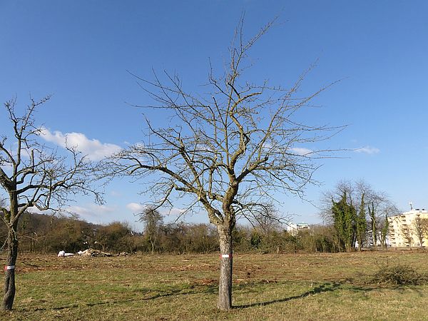 Obstbaumschnitt in Bad Nauheim:
Apfelbaum nach dem Verjüngungsschnitt