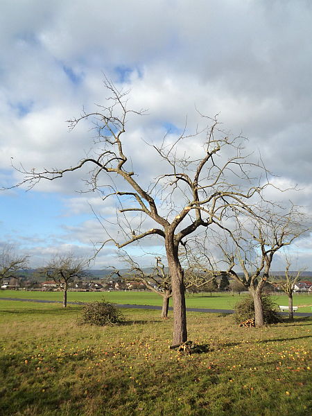 Obstbaumschnitt in Ober-Mörlen:
Alter Apfelbaum auf einer Streuobstwiese nach Kroneneinkürzung und Verjüngungsschnitt