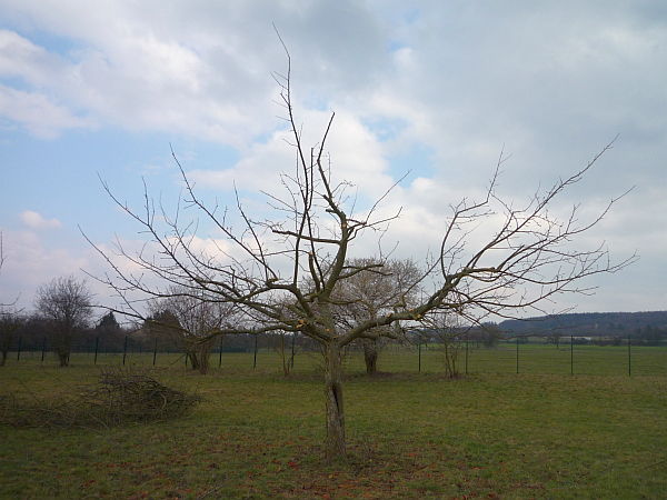 Obstbaumschnitt in der Wetterau:
Apfelbaum nach dem Schnitt
