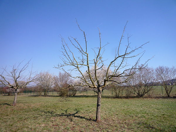 Obstbaumschnitt in der Wetterau:
Apfelbaum nach dem Schnitt