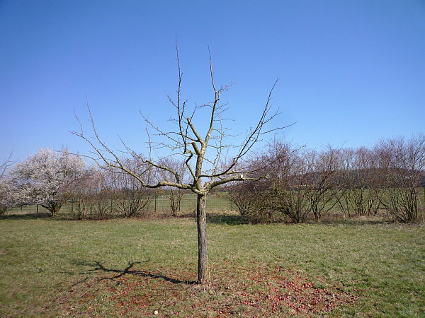 Obstbaumschnitt in der Wetterau:
Junger Apfelbaum nach dem Schnitt