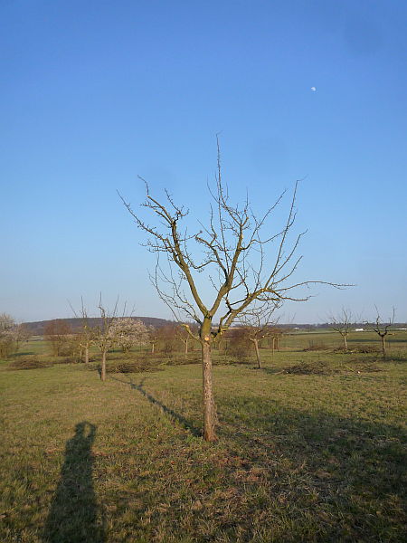 Obstbaumschnitt in der Wetterau:
Junger Apfelbaum nach dem Schnitt