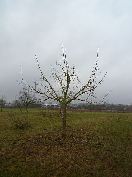 Obstbaumschnitt in der Wetterau:
Jüngerer Apfelbaum nach dem Schnitt