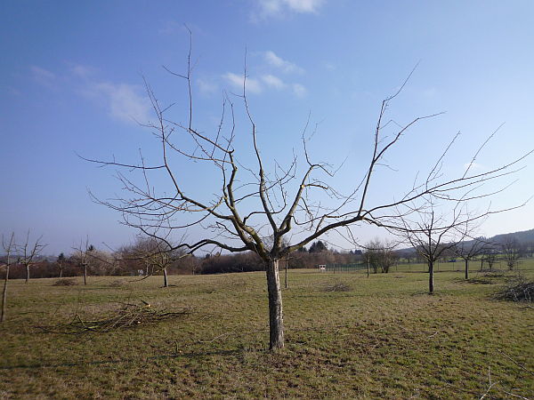 Obstbaumschnitt in der Wetterau:
Jüngerer Apfelbaum nach dem Schnitt