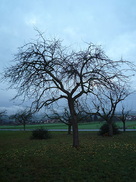 Obstbaumschnitt in Ober-Mörlen:
Alter Apfelbaum auf einer Streuobstwiese vor Kroneneinkürzung und Verjüngungsschnitt