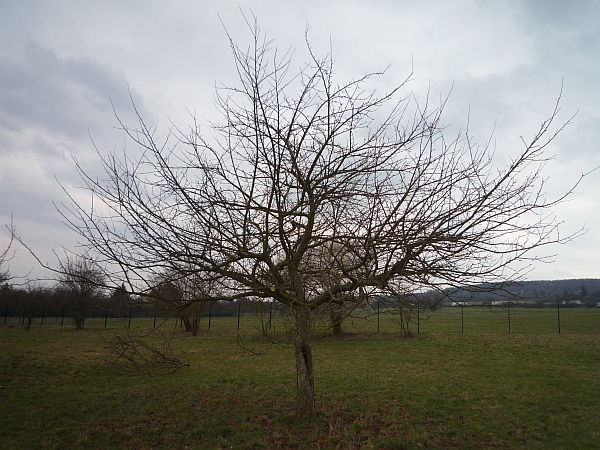 Obstbaumschnitt in der Wetterau:
Apfelbaum vor dem Schnitt