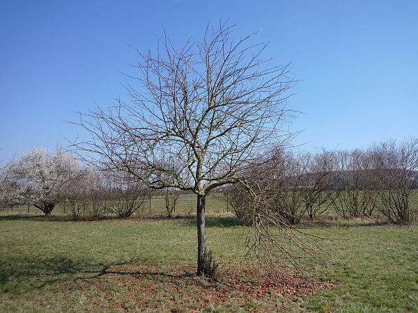 Obstbaumschnitt in der Wetterau:
Junger Apfelbaum vor dem Schnitt