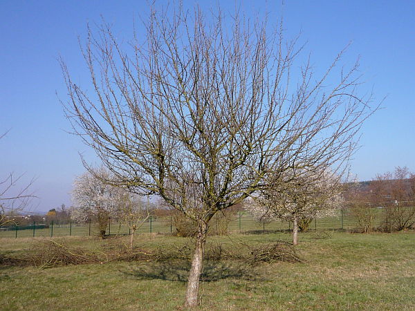 Obstbaumschnitt in der Wetterau:
Junger Apfelbaum vor dem Schnitt