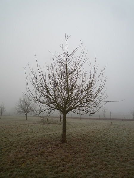 Obstbaumschnitt in der Wetterau:
Jüngerer Apfelbaum vor dem Schnitt
