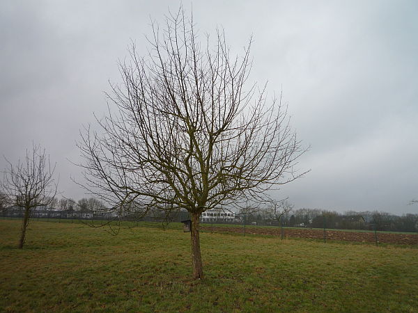 Obstbaumschnitt in der Wetterau:
Jüngerer Apfelbaum vor dem Schnitt
