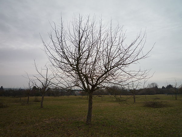 Obstbaumschnitt in der Wetterau:
Junger Apfelbaum vor dem Erziehungsschnitt