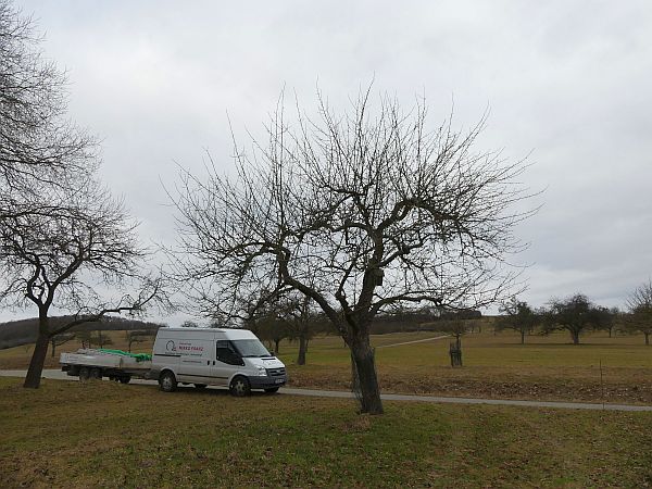 Obstbaumschnitt in Usingen:
Alter Apfelbaum vor dem Auslichtungsschnitt