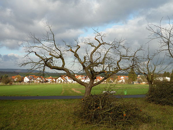 Obstbaumschnitt in Ober-Mörlen:
Alter Apfelbaum auf einer Streuobstwiese nach Auslichtungs- und Verjüngungsschnitt