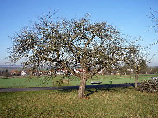 Obstbaumschnitt in Ober-Mörlen:
Alter Apfelbaum auf einer Streuobstwiese vor Auslichtungs- und Verjüngungsschnitt