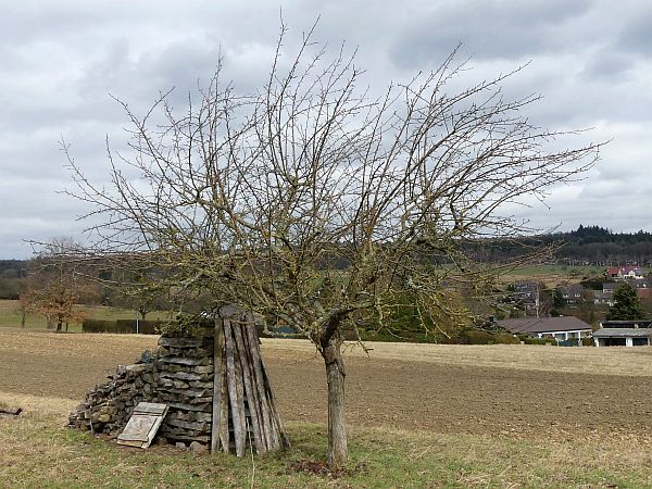 Obstbaumschnitt in Usingen:
Apfelbaum auf einer Streuobstwiese vor dem Schnitt