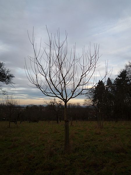 Obstbaumschnitt in Bad Nauheim:
Junger Apfelbaum vor dem Erziehungsschnitt