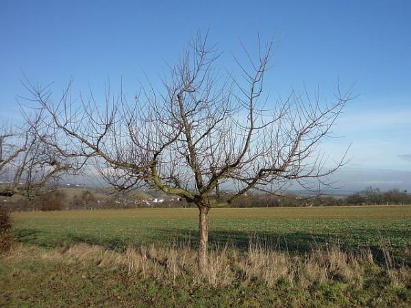 Obstbaumschnitt in Bad Nauheim:
Junger Apfelbaum vor dem Erziehungsschnitt (2)
