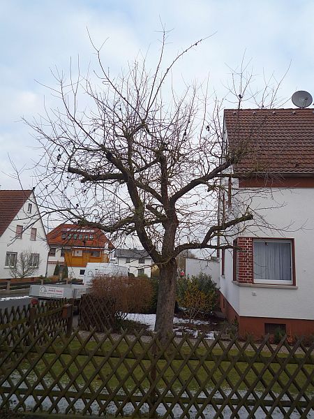 Obstbaumschnitt in Gießen:
Apfelbaum vor dem Instandhaltungsschnitt
