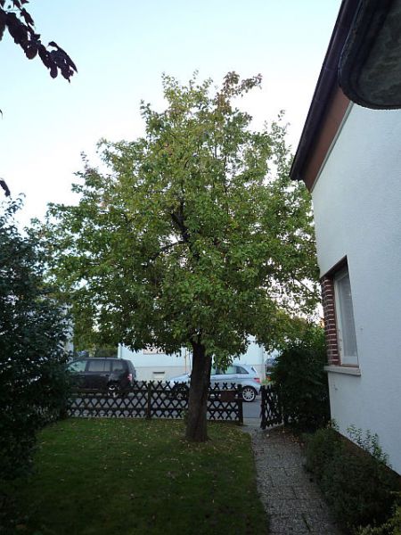 Obstbaumschnitt in Gießen:
Apfelbaum vor dem Sommerschnitt