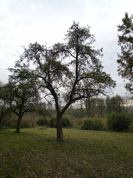 Obstbaumschnitt in Florstadt:
Alter Apfelbaum vor dem Schnitt (1)