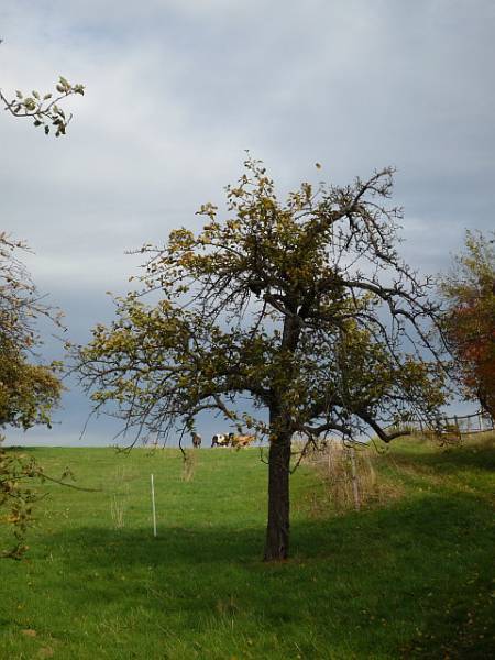 Obstbaumschnitt in Butzbach:
Apfelbaum vor dem Entlastungsschnitt