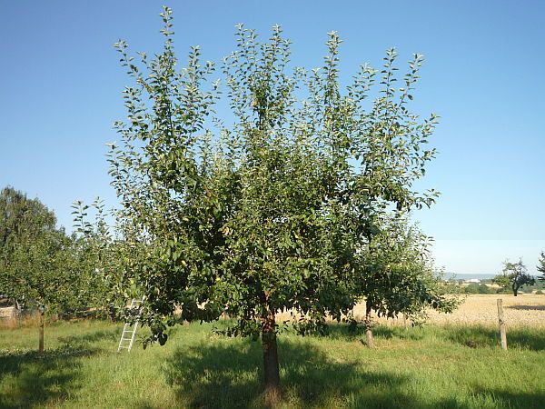 Obstbaumschnitt in Bad Nauheim:
Junger Apfelbaum vor dem Sommerschnitt (2)