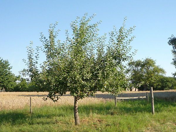 Obstbaumschnitt in Bad Nauheim:
Junger Apfelbaum vor dem Sommerschnitt (1)