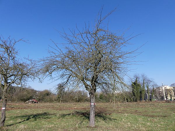 Obstbaumschnitt in Bad Nauheim:
Apfelbaum vor dem Verjüngungsschnitt