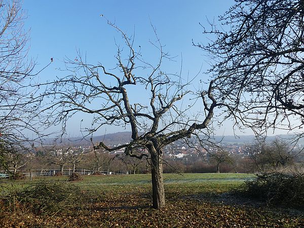 Obstbaumschnitt in Bad Nauheim:
Alter Apfelbaum auf einer Streuobstwiese nach dem Verjüngungsschnitt