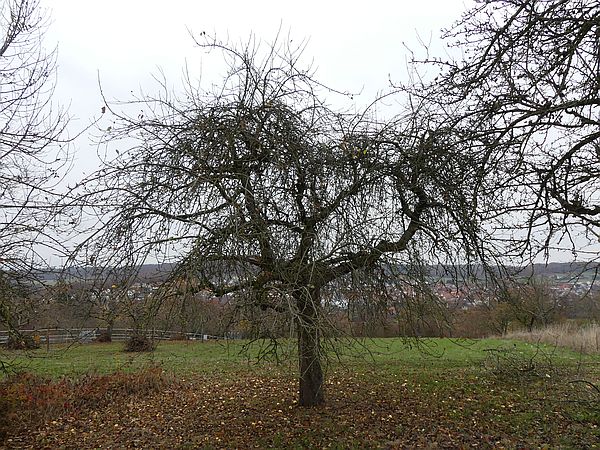 Obstbaumschnitt in Bad Nauheim:
Alter Apfelbaum auf einer Streuobstwiese vor dem Verjüngungsschnitt