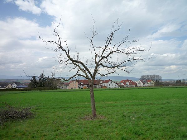 Obstbaumschnitt in Karben:
Apfelbaum nach dem Schnitt