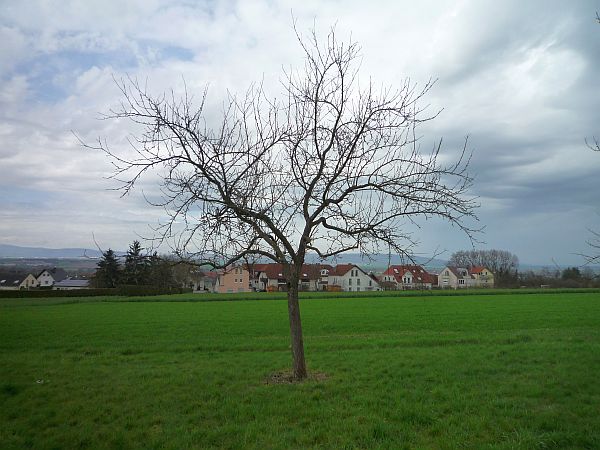 Obstbaumschnitt in Karben:
Apfelbaum vor dem Schnitt