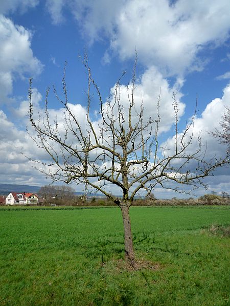 Obstbaumschnitt in Karben:
Birnbaum nach dem Schnitt