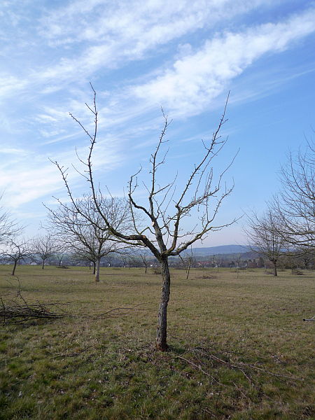 Obstbaumschnitt in der Wetterau:
Jüngerer Birnbaum nach dem Schnitt