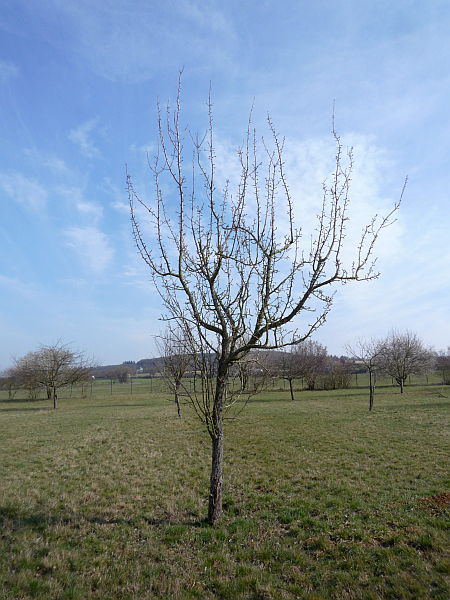 Obstbaumschnitt in der Wetterau:
Jüngerer Birnbaum vor dem Schnitt