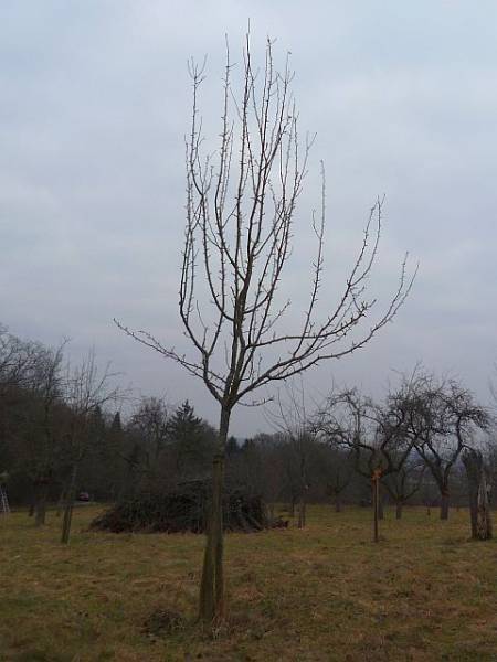Obstbaumschnitt in Bad Nauheim:
Junger Birnbaum vor dem Erziehungsschnitt