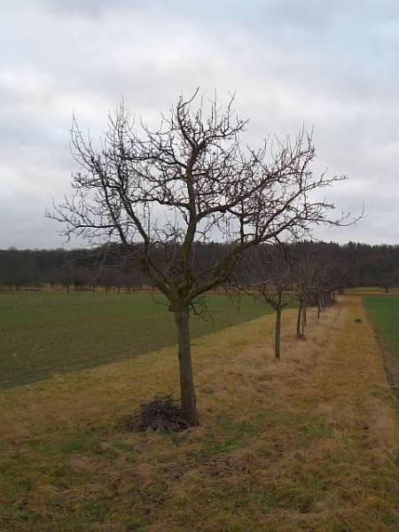 Obstbaumschnitt in Lang-Göns: Birnbaum vor dem Pflegeschnitt