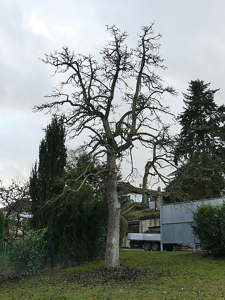 Obstbaumschnitt im Taunus:
Alter Birnbaum nach dem Verjüngungsschnitt