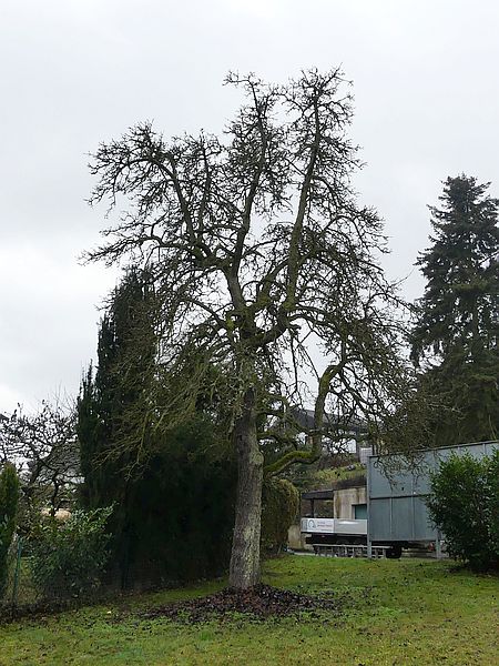Obstbaumschnitt im Taunus:
Alter Birnbaum vor dem Verjüngungsschnitt