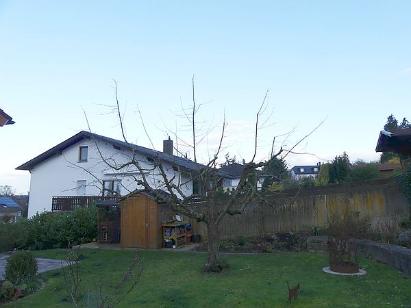 Obstbaumschnitt in Linden:
In Umstellung auf eine Öschbergkrone befindlicher Apfelbaum nach dem Schnitt