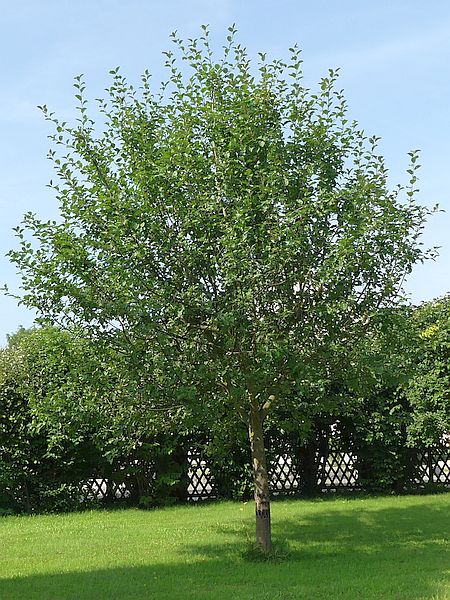 Obstbaumschnitt in Butzbach:
Junger Apfelbaum vor dem Erziehungsschnitt