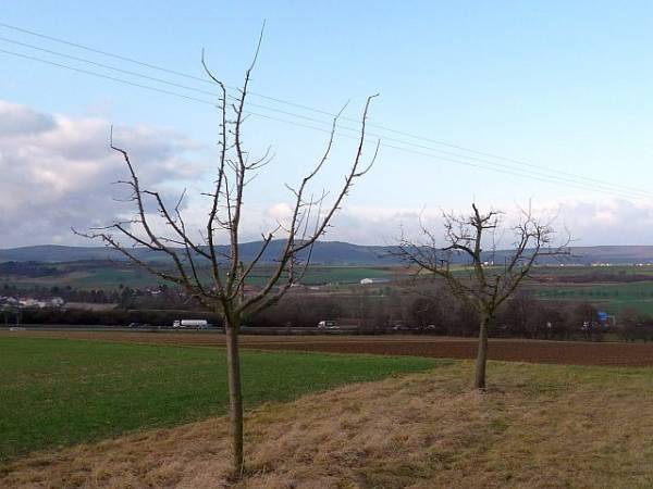 Obstbaumschnitt in Bad Nauheim:
Junger Apfelbaum nach dem Erziehungsschnitt (6)
