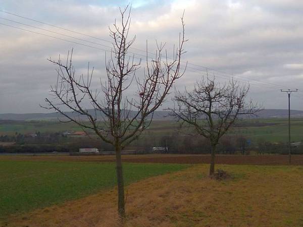 Obstbaumschnitt in Bad Nauheim:
Junger Apfelbaum vor dem Erziehungsschnitt (6)