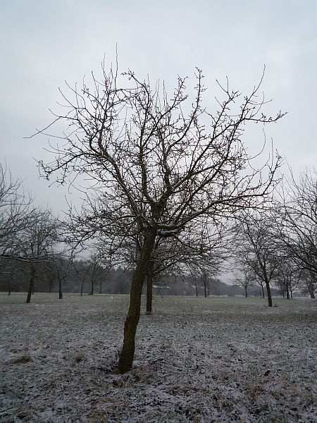 Obstbaumschnitt in Bad Nauheim:
Jüngerer Birnbaum vor dem Erziehungsschnitt