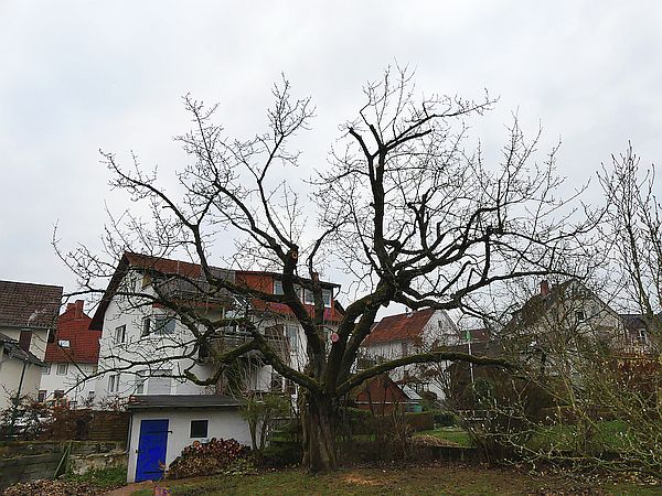 Obstbaumschnitt in Gießen:
Alter Kirschbaum nach der Kroneneinkürzung